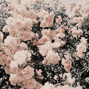 Meet your Posher, Paige